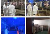 بازرسی دوره ای کشتارگاه طیور سفید گوشت پرند گناباد